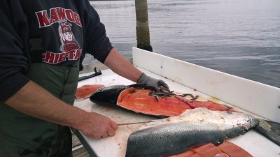 Salmon's Last Meal