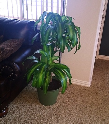 Dracaena