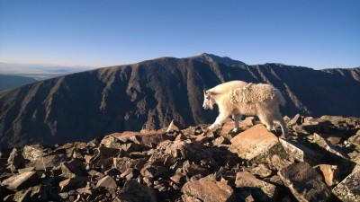 Quandary Mountain Goat