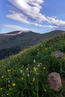 Wildflowers_on_Shoulder_Of_Mount_Bierstadt