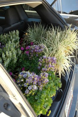 Carload_of_Flowers_for_Planting