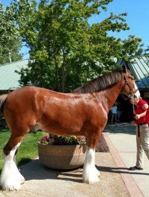 Budweiser_Clydesdales_at_Anheuser_Busch_Brewery_Fort_Collins