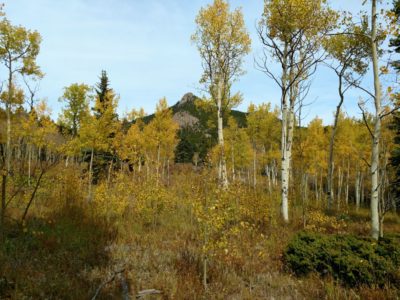 Aspen_on_Horseshoe_Loop