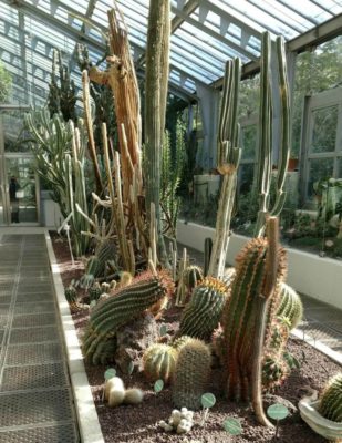 Desert_Habitat_in_Real_Jardin_Botanico_Madrid_Greenhouse