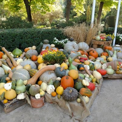 Pumpkin_Patch_at_Real_Jardin_Botanico