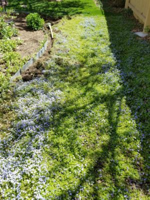 Carpet_of_Creeping_Blue_Speedwell