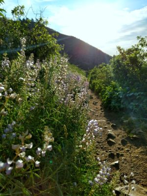 Enchanted_Forest_Trail_in_Bloom