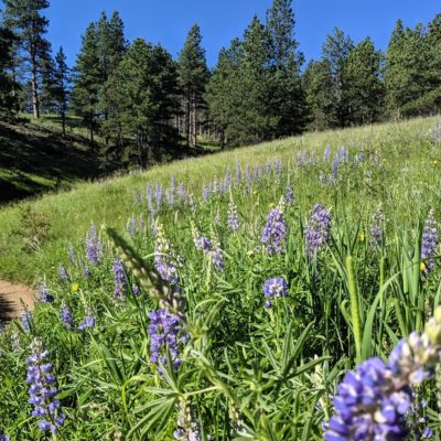 Lupine_on_Spring_Brook