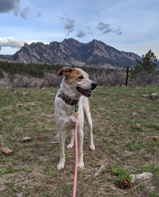 Sugar_In_Front_Of_Flatirons