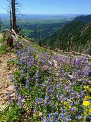 Wildflowers_Bear_Peak_Saddle