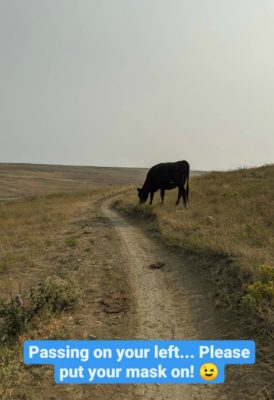 Cows_on_Marshall_Mesa