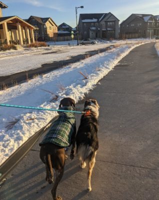 Sadie_and_Mocha_First_Walk